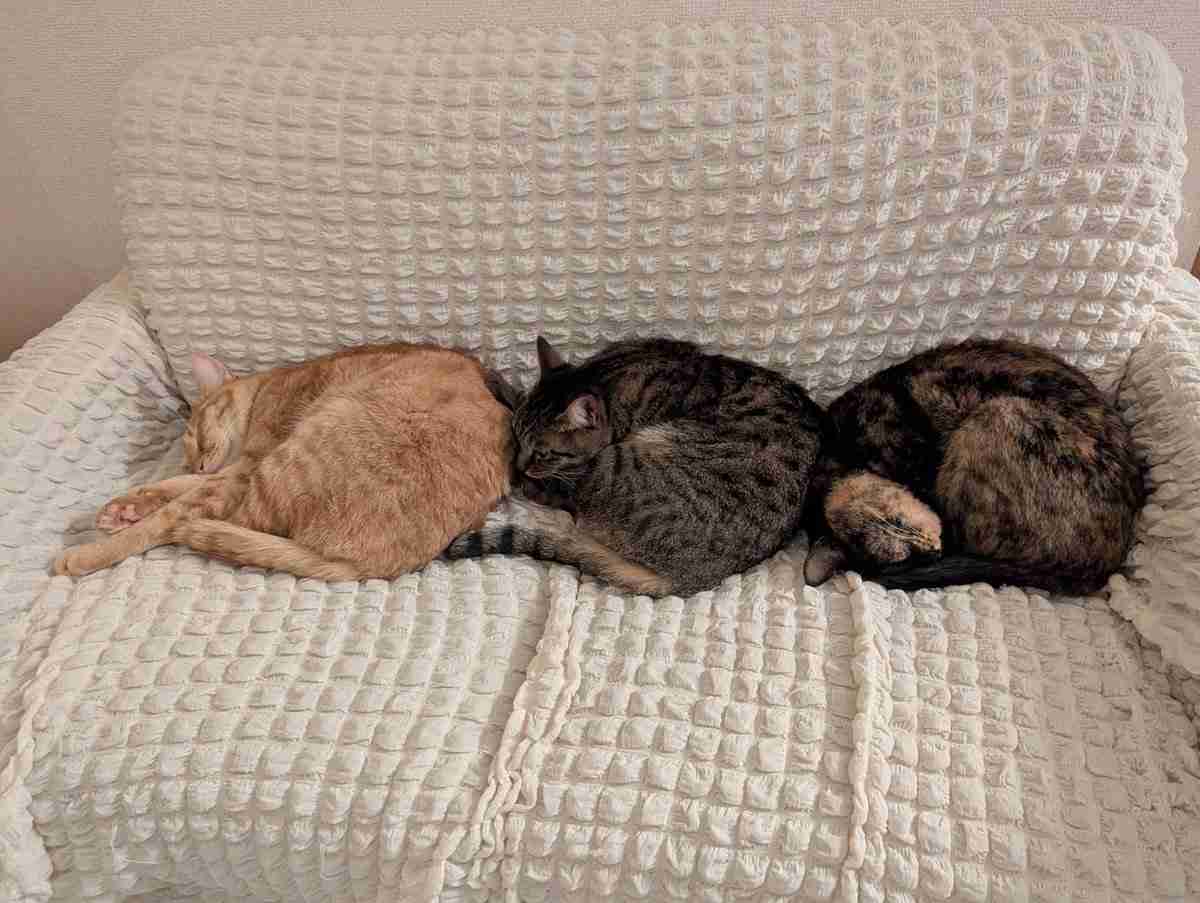 ソファで爆睡する3匹の愛猫⇨そっくりすぎる寝姿に「これはアンモニャイト」「おはぎ3個パック」の声