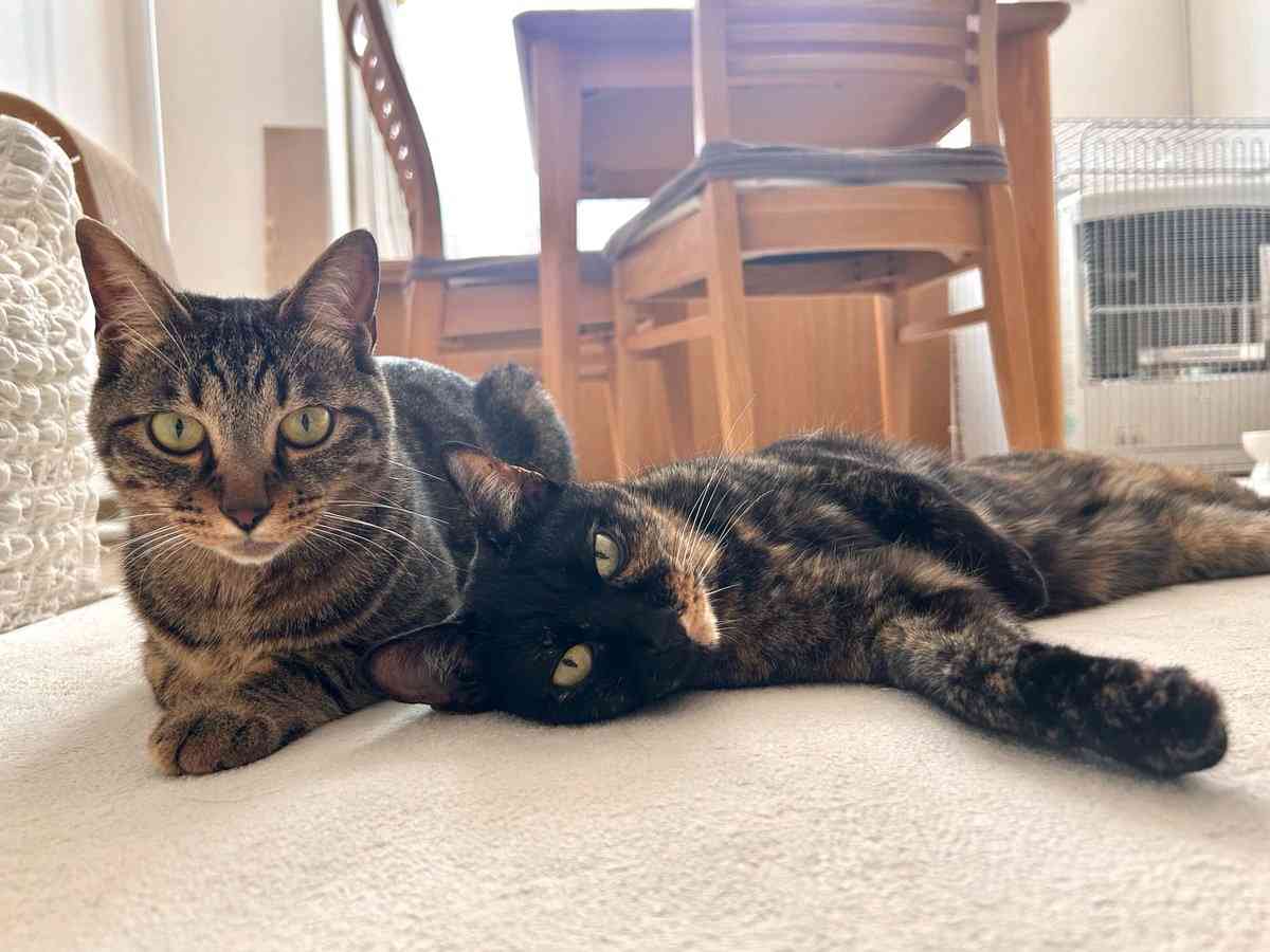 ソファで爆睡する3匹の愛猫⇨そっくりすぎる寝姿に「これはアンモニャイト」「おはぎ3個パック」の声