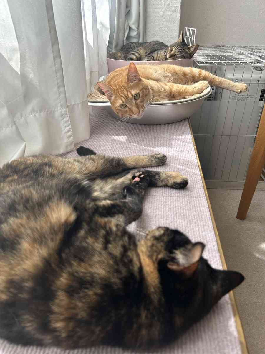 ソファで爆睡する3匹の愛猫⇨そっくりすぎる寝姿に「これはアンモニャイト」「おはぎ3個パック」の声