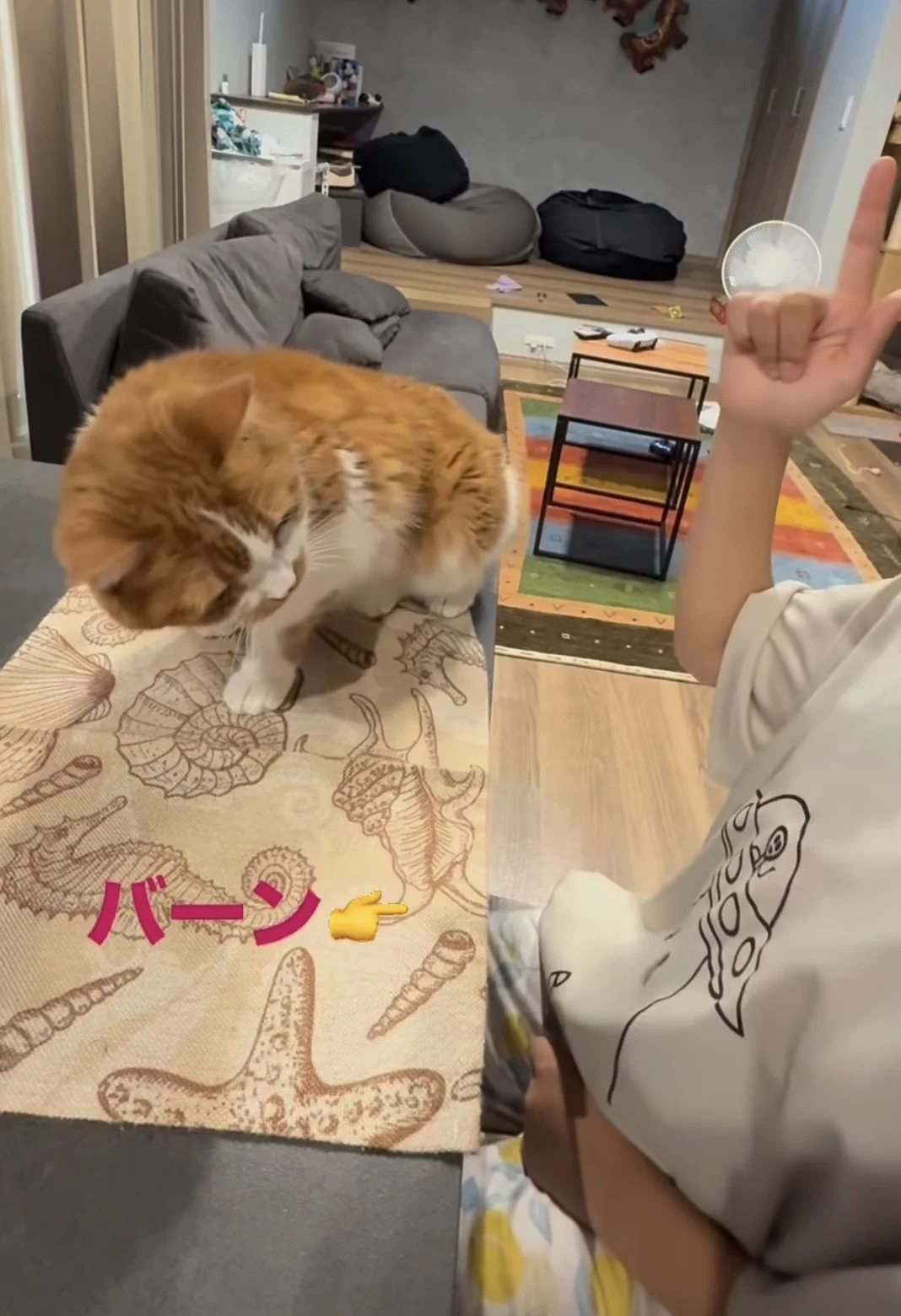 「本当に猫？」犬のようなパフォーマンスを披露する猫ちゃんに80万いいね