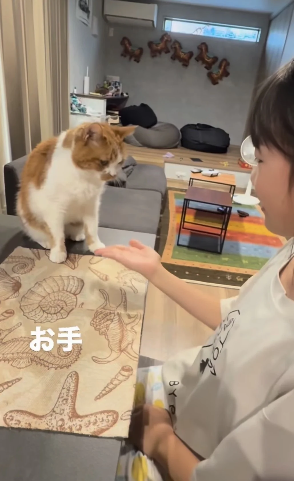 「本当に猫？」犬のようなパフォーマンスを披露する猫ちゃんに80万いいね - レタスクラブ