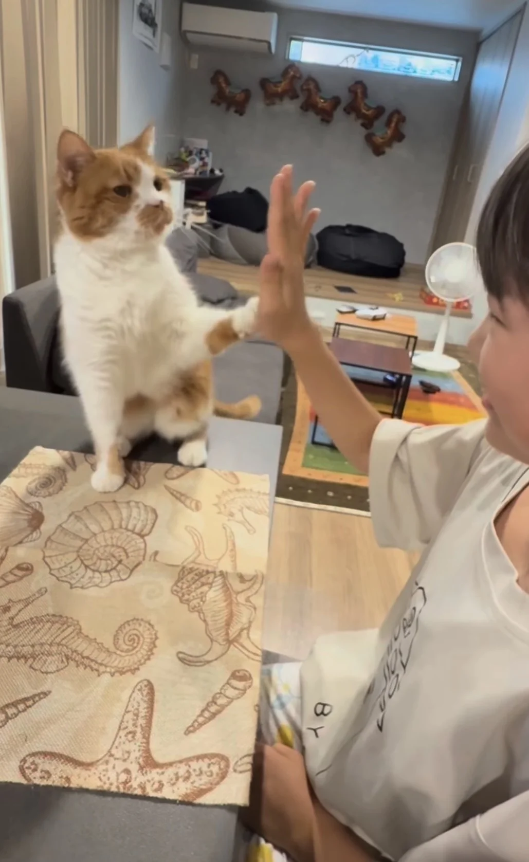 「本当に猫？」犬のようなパフォーマンスを披露する猫ちゃんに80万いいね