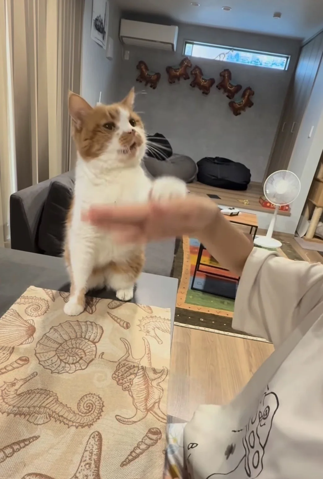 「本当に猫？」犬のようなパフォーマンスを披露する猫ちゃんに80万いいね