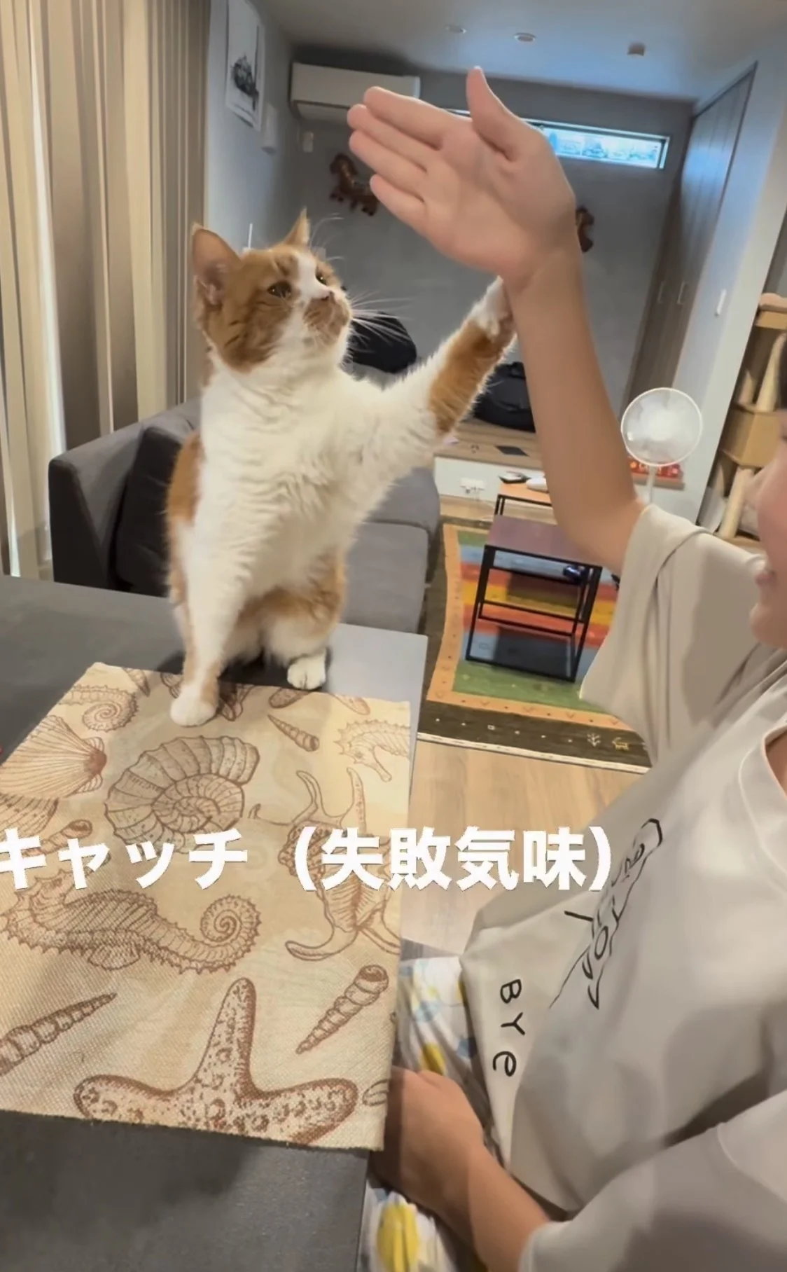 「本当に猫？」犬のようなパフォーマンスを披露する猫ちゃんに80万いいね