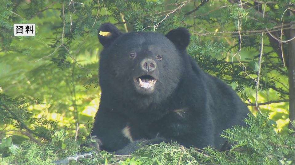 「クマがいた…ライトで照らしたら」夜中、民家近くの畑から音…住民が目撃　警察官が駆け付けるが発見できず　住民に注意を呼びかける　長野・安曇野市（NBS長野放送） - Yahoo!ニュース