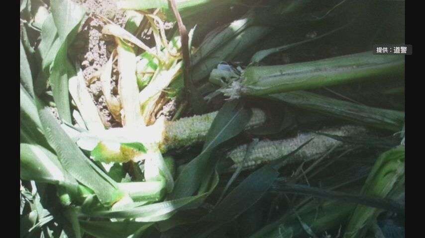 クマ　収穫前のトウモロコシ数本食う 近くに約１２センチの足跡　北海道旭川市　（HTB北海道ニュース） - Yahoo!ニュース
