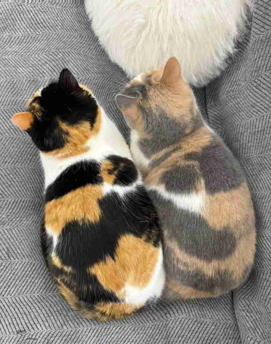 コラかと思ったらコラじゃなかった画像トピ