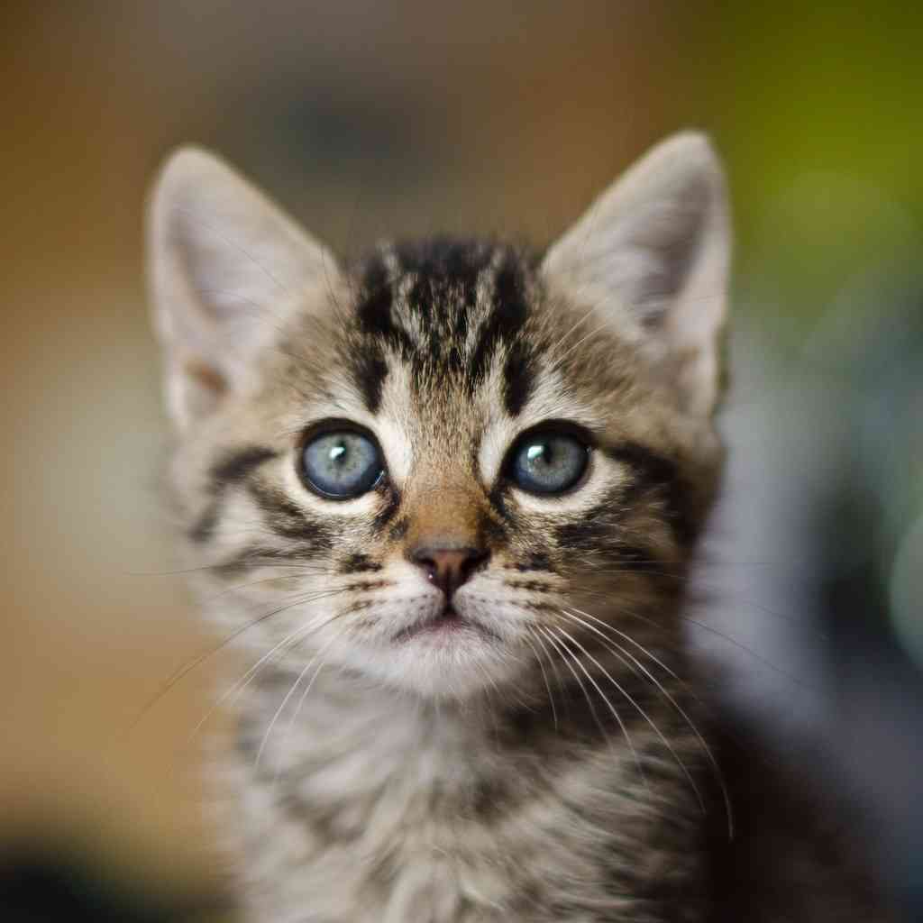 保護猫の譲渡条件について