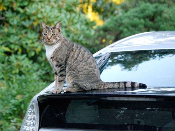 車に猫が乗る
