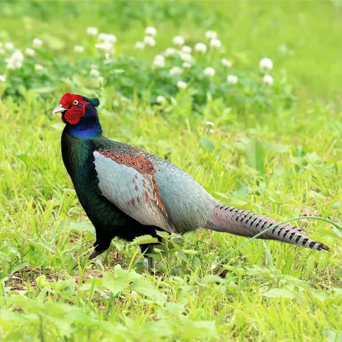 見たことがある野鳥　