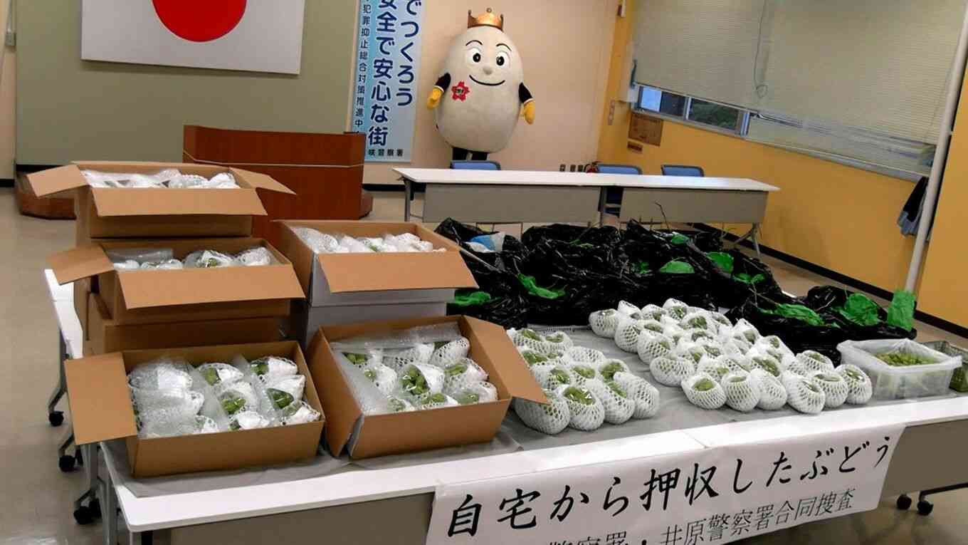 丹精込めて作った高級ブドウがごっそり ビニールハウスから栽培中のブドウ約200房を盗んだ疑いで男(42)を逮捕 自宅からは約300房を発見【岡山】