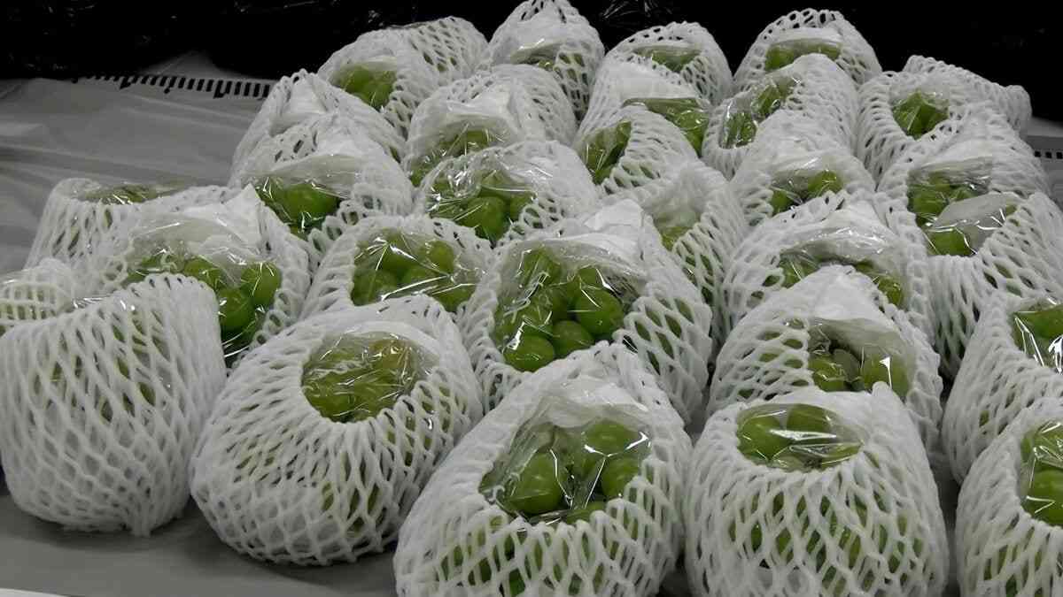 丹精込めて作った高級ブドウがごっそり　ビニールハウスから栽培中のブドウ約200房を盗んだ疑いで男（42）を逮捕　自宅からは約300房を発見【岡山】 | 岡山・香川のニュース | 天気 | RSK山陽放送