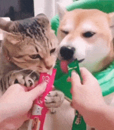 犬と猫の多頭飼いについて