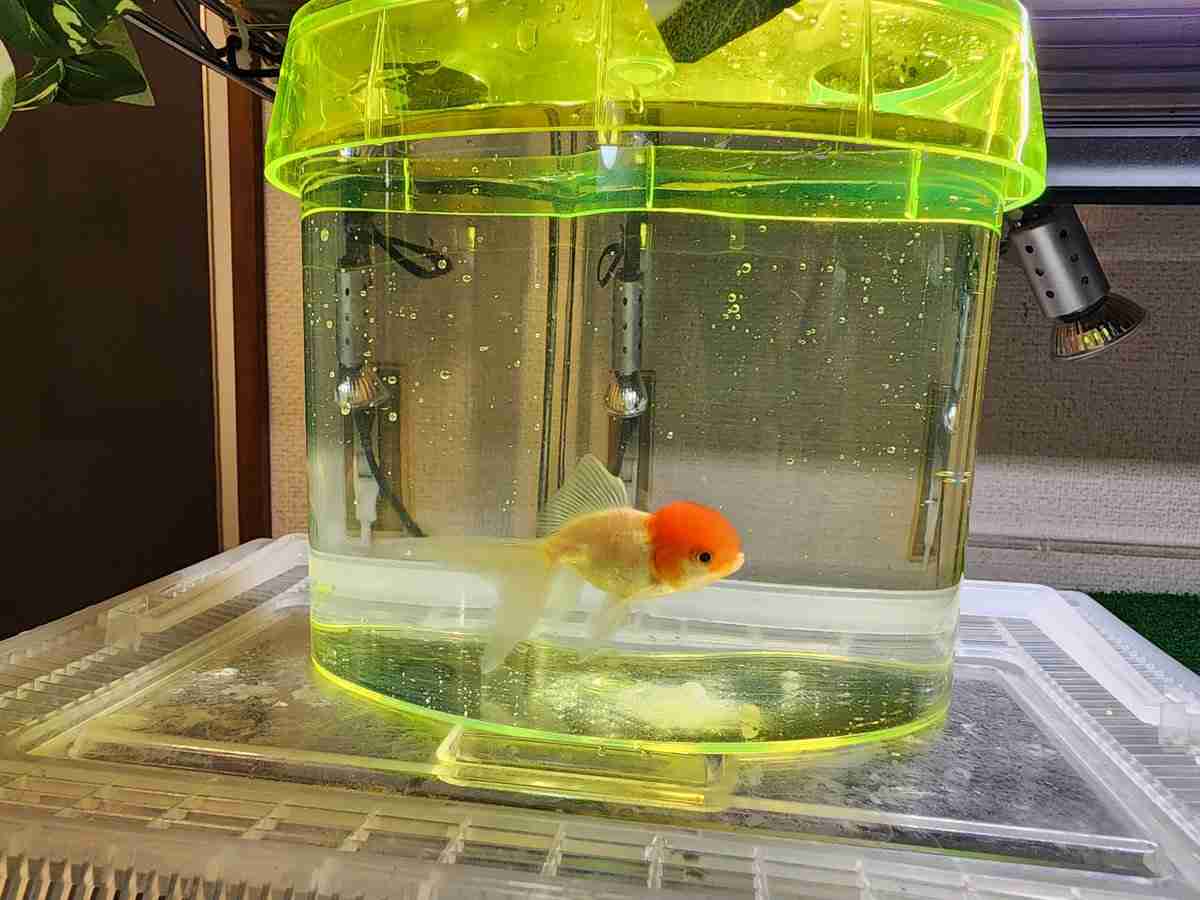 金魚すくいは「責任を持って」 取った金魚をトイレに放置…衰弱状態からの回復過程が反響