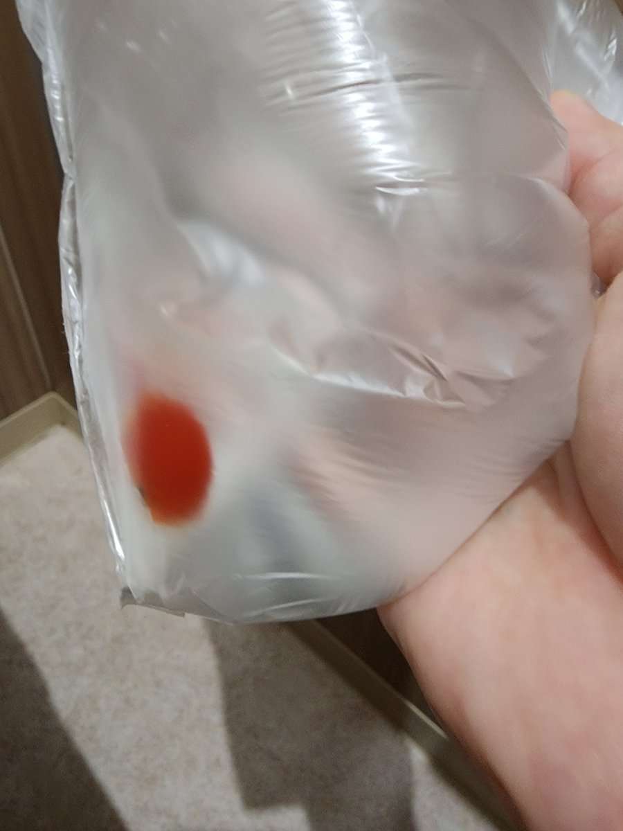 金魚すくいは「責任を持って」 取った金魚をトイレに放置…衰弱状態からの回復過程が反響