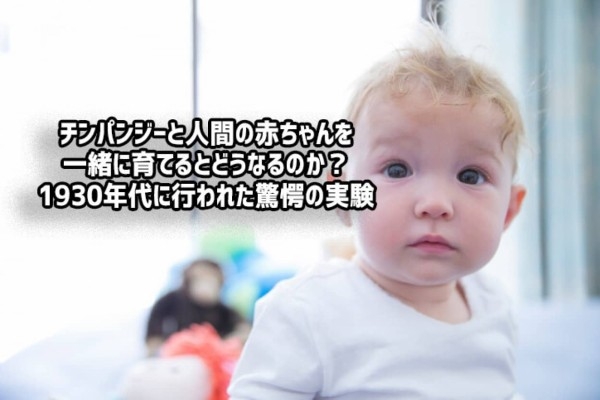 人間の赤ちゃんをチンパンジーと一緒に育てるとどうなるのか？1930年代に行われた驚愕の実験結果 - エキサイトニュース