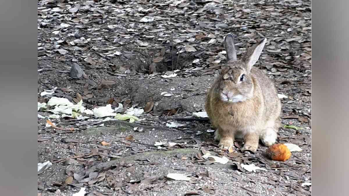 「ウサギの島」生態系に異変、観光客「過剰な餌やり」で増えた思わぬ「敵」…ウサギ襲い口でくわえる姿も : 読売新聞