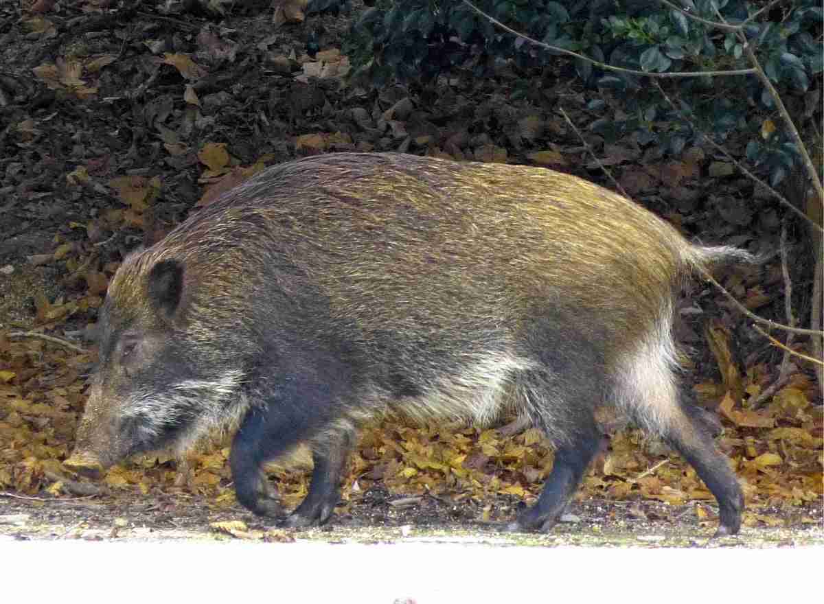 「ウサギの島」生態系に異変、観光客「過剰な餌やり」で増えた思わぬ「敵」…ウサギ襲い口でくわえる姿も