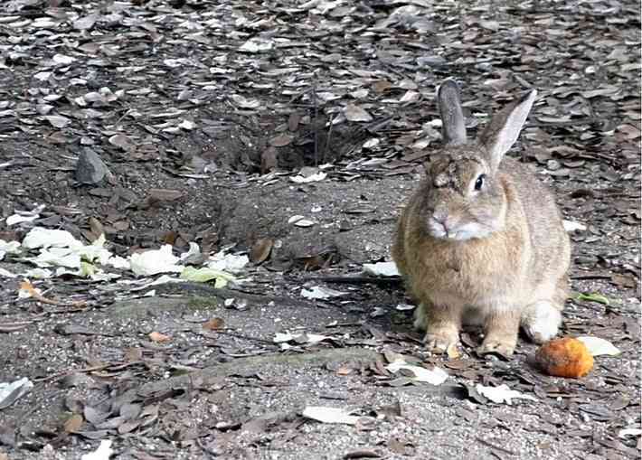 「ウサギの島」生態系に異変、観光客「過剰な餌やり」で増えた思わぬ「敵」…ウサギ襲い口でくわえる姿も
