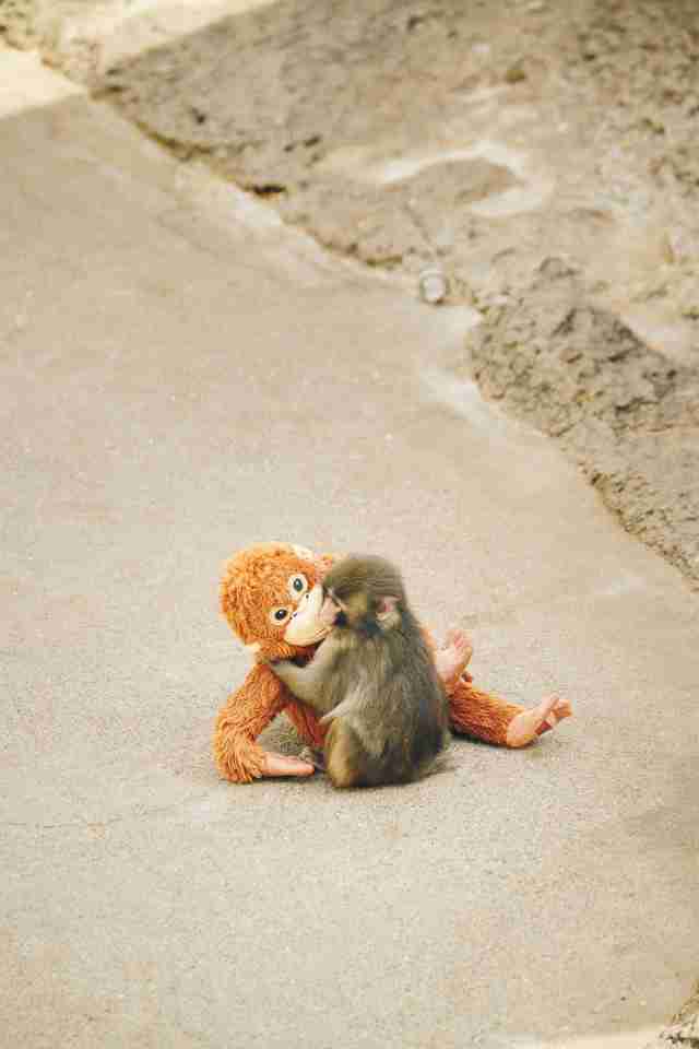 子ザルのパンチくん、半年の成長記録…『Casa BRUTUS』で8P全23カットで紹介　『市川市動植物園』広報「サル山で生きていけることが最も大切なこと」（オリコン） - Yahoo!ニュース