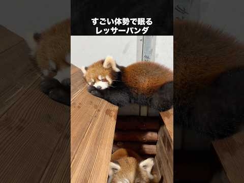 寝る場所の癖がすごいレッサーパンダ #レッサーパンダ #動物