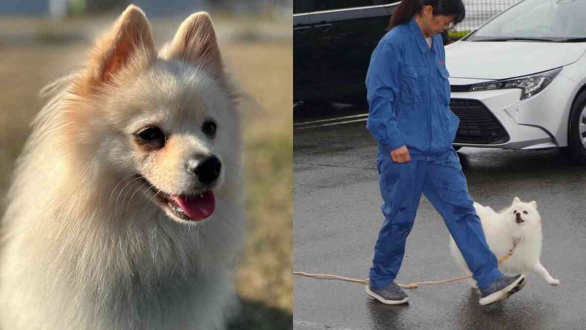 宮崎県初のポメラニアン警察犬「試験1年目で一発合格する犬はそうはいない」驚きの実力…飼い主の事情で手放されたハク号物語