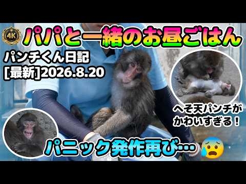 【8.20パニック発作再び！？】パパと一緒のお昼ごはん！毛繕いされへそ天で爆睡、赤ちゃんに容赦ないマウンティング！スイマーパンチ！パンチくん日記2026.8.20 Punch【4K】【市川市動植物園】