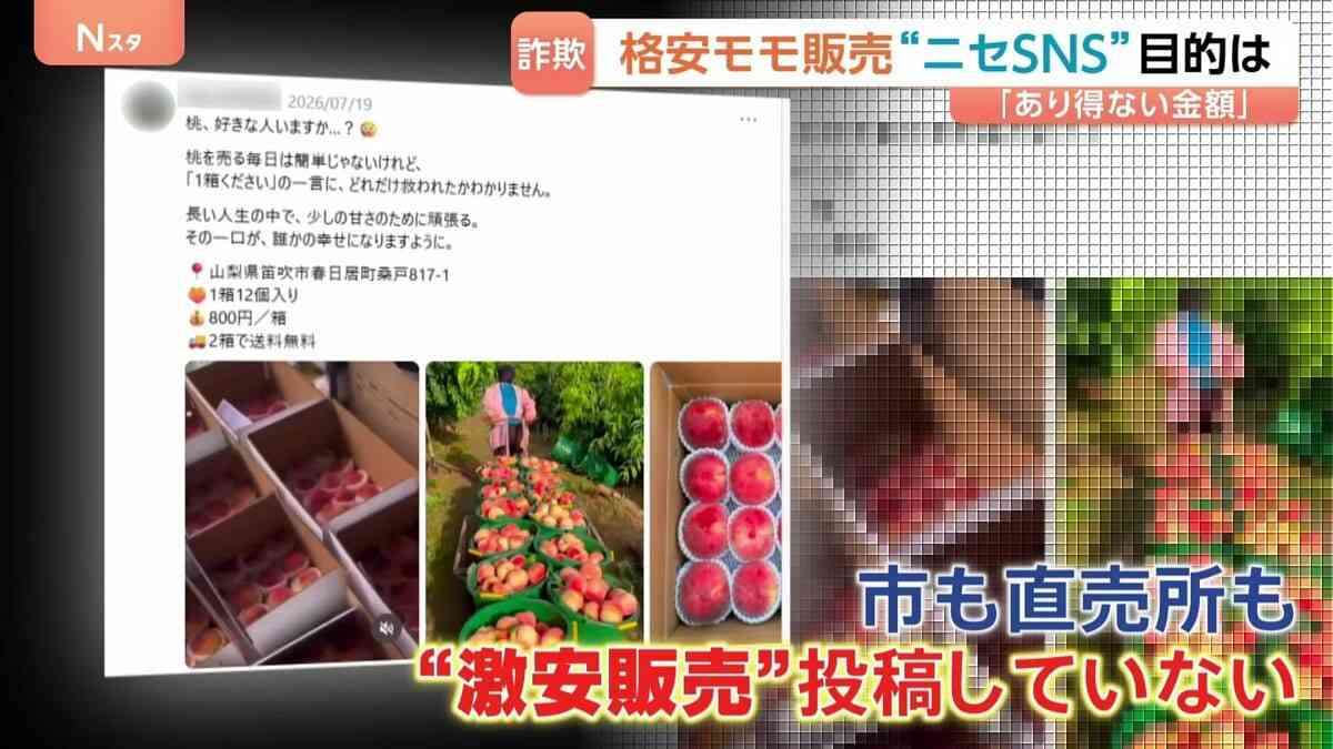 「旬のモモが12個で800円」SNSに“激安販売”投稿相次ぐ　農家や直売所になりすます“悪質行為”132万円だまし取られる詐欺被害も