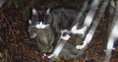 猫の生態系対策案撤回へ　被害防止リスト変更せず | NEWSjp
