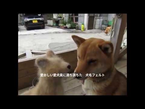 愛犬の抜け毛で楽しむ　犬毛フェルトに挑戦