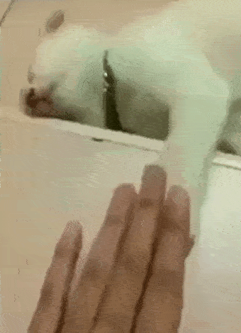 ずっと見ていられるGIF画像ください！part2