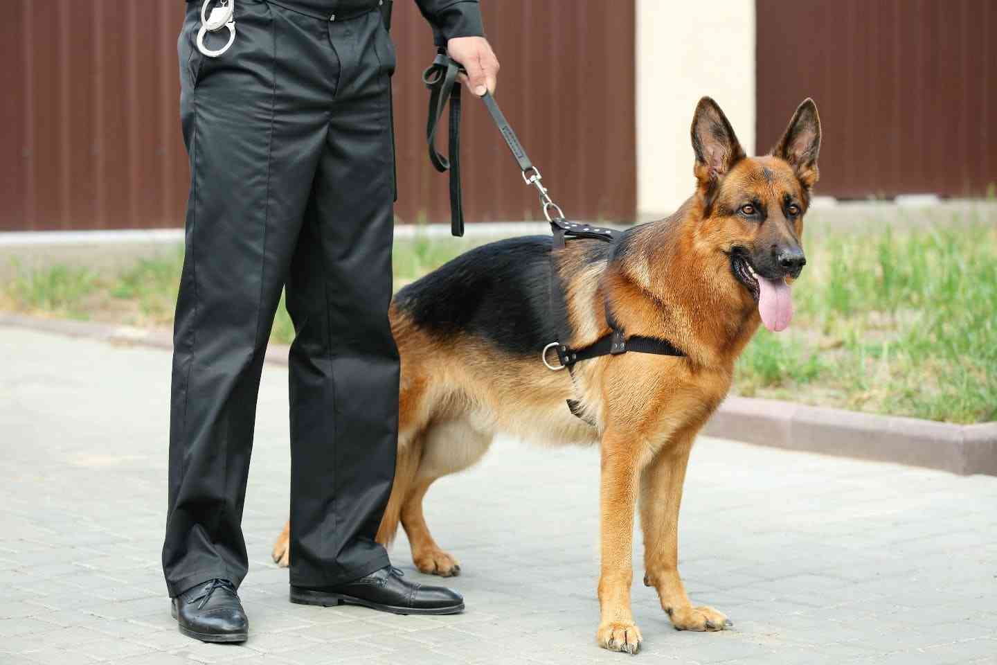 警察犬の犬種とは？仕事内容や特徴・嘱託警察犬としての活動についても紹介