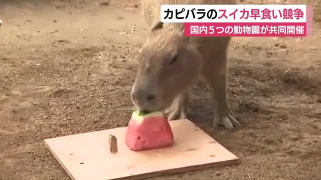 国内5つの動物園が共同開催！優勝は？　カピバラのスイカ早食い競争（テレビ静岡NEWS） - Yahoo!ニュース