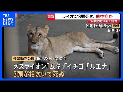 多摩動物公園でライオンの「ムギ」「イチゴ」「ルエナ」が相次いで死ぬ 熱中症が原因か スポットクーラーなど設置増やし暑さ対策を強化へ｜TBS NEWS DIG