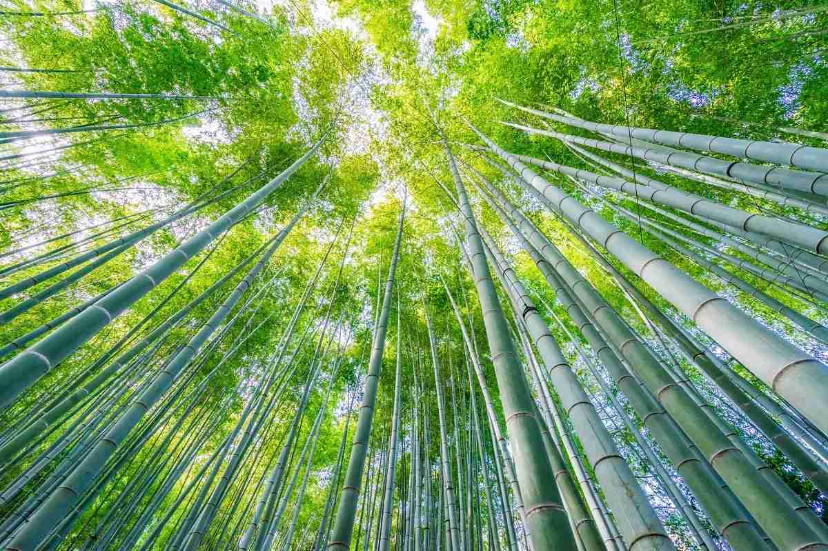 昔話かぐや姫のあらすじを簡単に紹介! 正体や教訓、竹取物語との違いとは | マイナビニュース