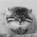 耳の短い猫?? on X