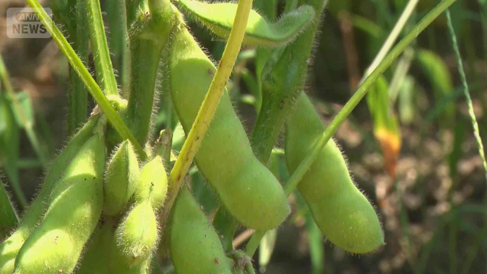 【画像まとめ】消費減税1％で「手取り7％減る」　納税免除農家の苦悩「販売価格上げざるを得ない」