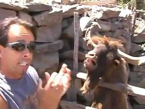 Very funny a man argues with spitting goat