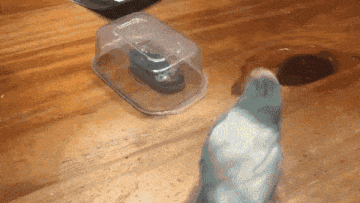 ずっと見ていられるGIF画像ください！part2