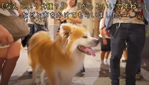 いつもは別々の場所→「今日はふたりで見てた」 秋田犬と柴犬のお出迎えに3.5万“いいね”