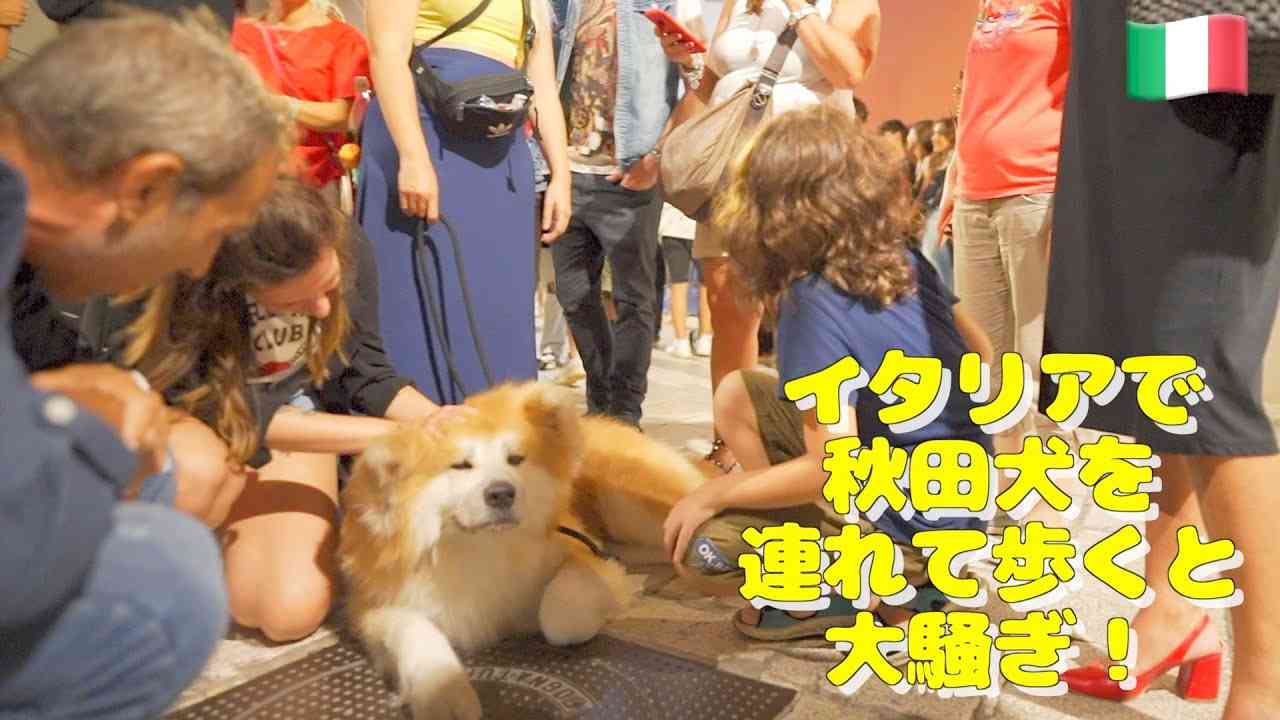 いつもは別々の場所→「今日はふたりで見てた」 秋田犬と柴犬のお出迎えに3.5万“いいね”