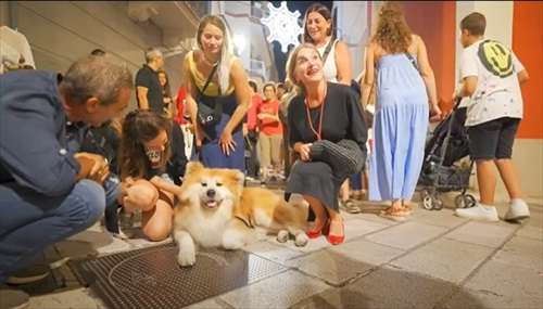 いつもは別々の場所→「今日はふたりで見てた」 秋田犬と柴犬のお出迎えに3.5万“いいね”