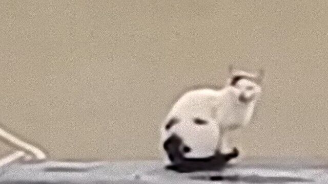 猫飼ってる人あるある