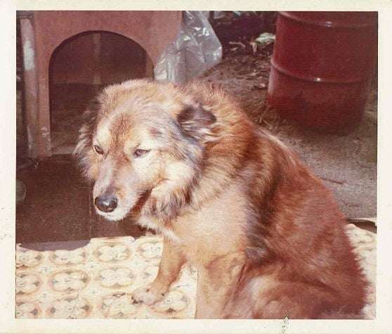 【お盆なので】昔飼っていた犬・猫の写真ありませんか?