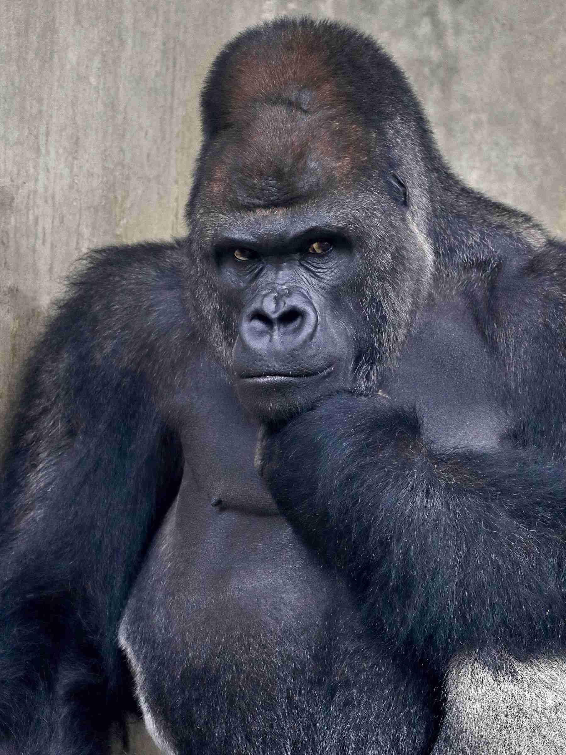 シャバーニが好きのサムネイル