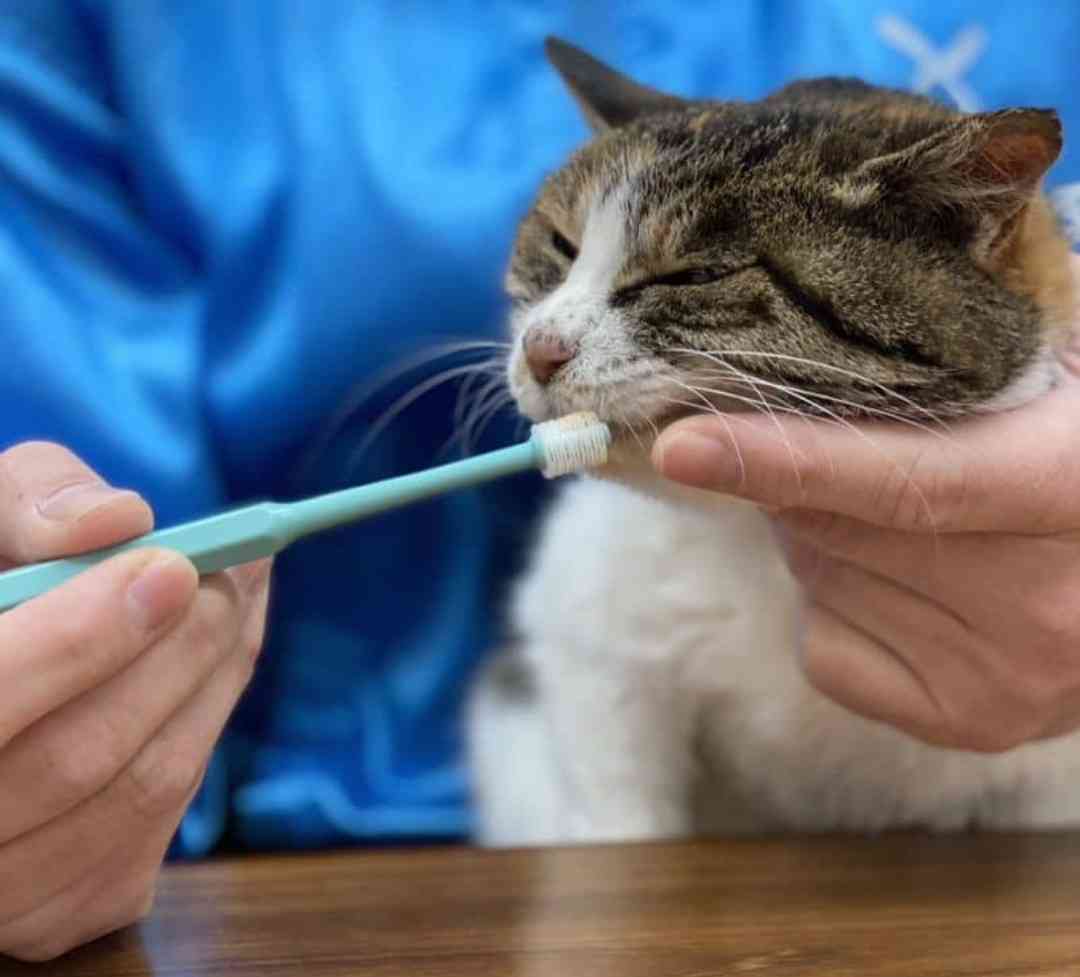 猫の口腔ケアについて