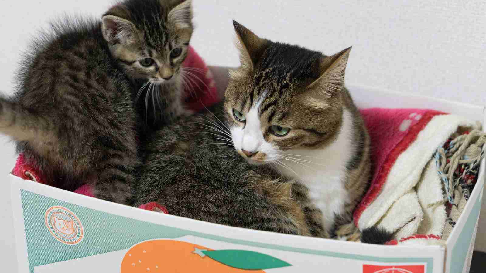 がるちゃん猫カフェ125号店開店しました♪(初めての方も大歓迎♪)