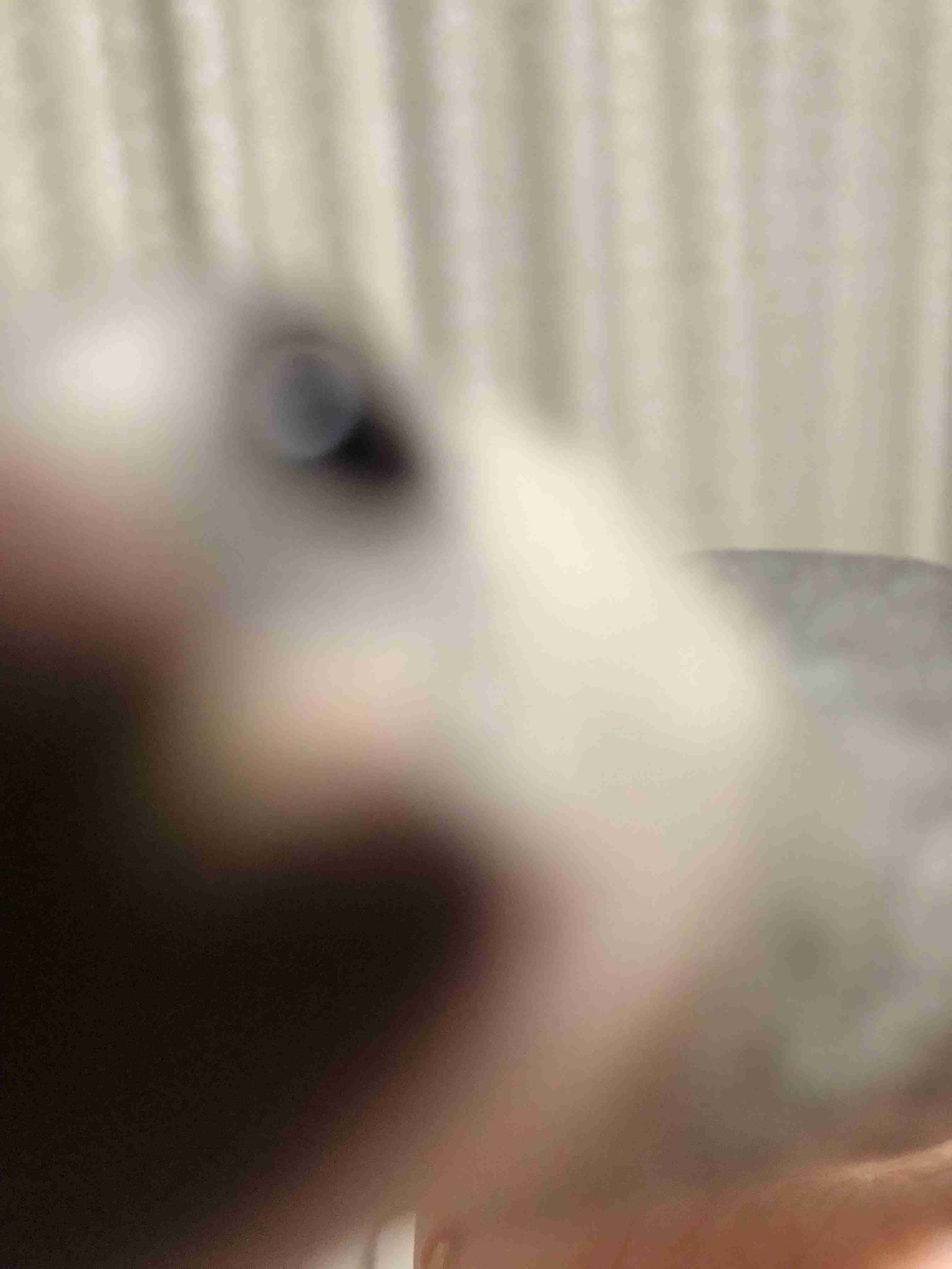 なんの動物か当てるトピ