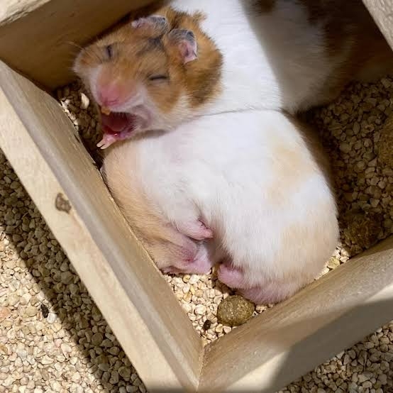 色んな動物の欠伸画像が集まるトピ