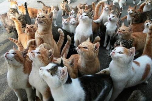 いろんな集合写真を貼っていくトピ